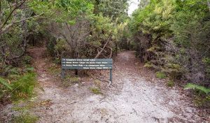 Angophora grove walking track - Lennox Head Accommodation